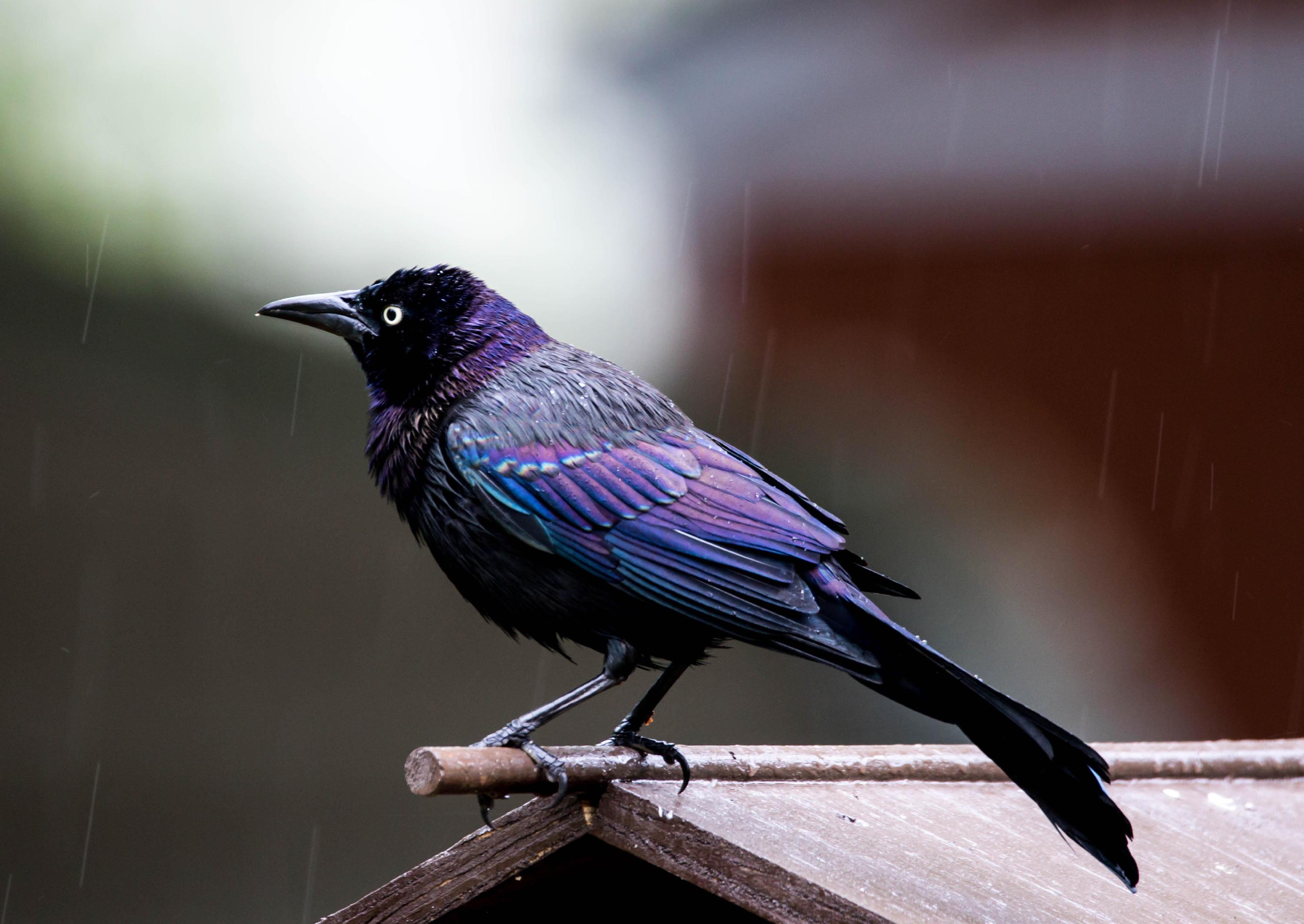 Grackle
